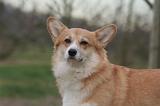 CORGI PEMBROKE 1438